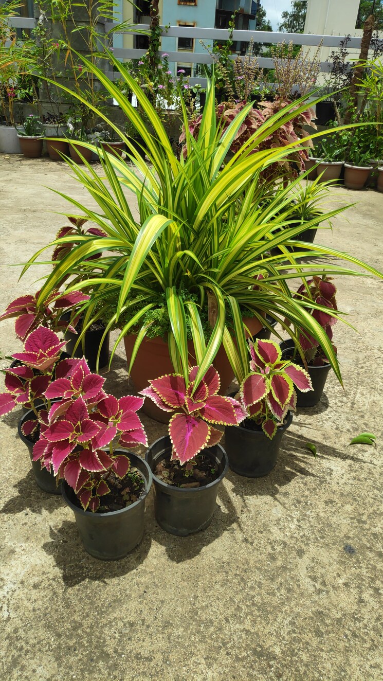  Parking, katraj 1 Bedroom 450 Sq.Ft. Apartment In Katraj Pune 8806851