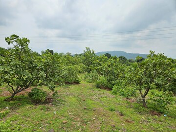 Plot Area in  Land at Mangaon – for Sale