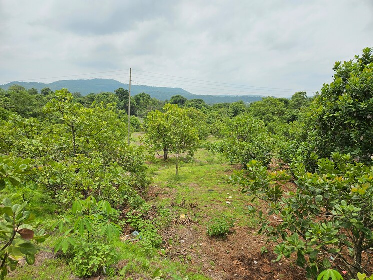 undefined, mangaon Commercial Land 7 Acre In Mangaon Raigad 8808999