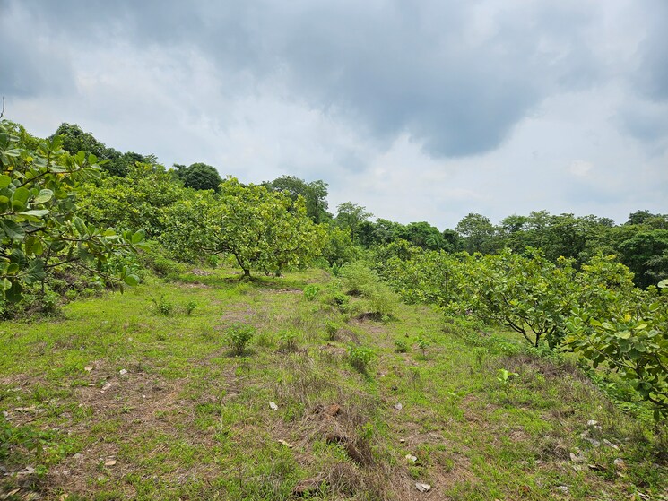 undefined, mangaon Commercial Land 7 Acre In Mangaon Raigad 8808999