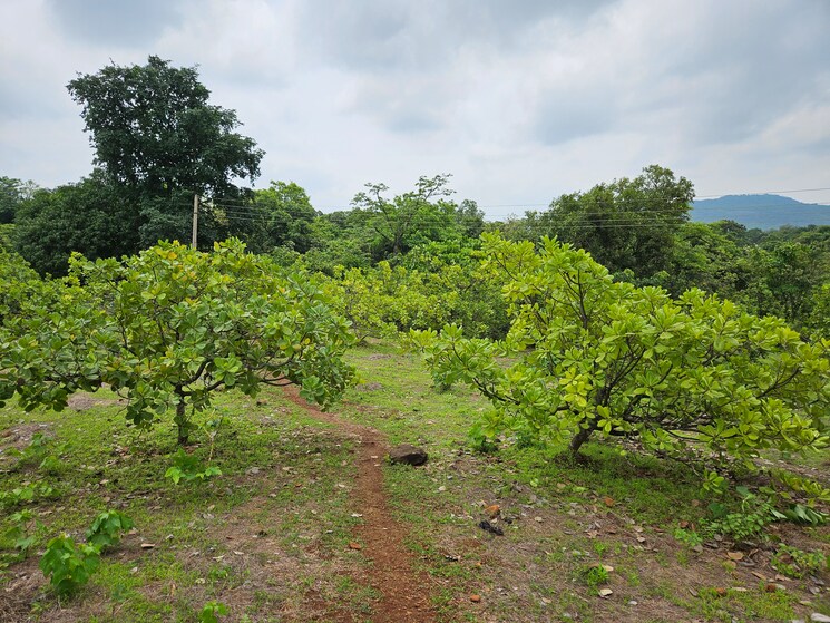 Garden, mangaon Commercial Land 7 Acre In Mangaon Raigad 8808999