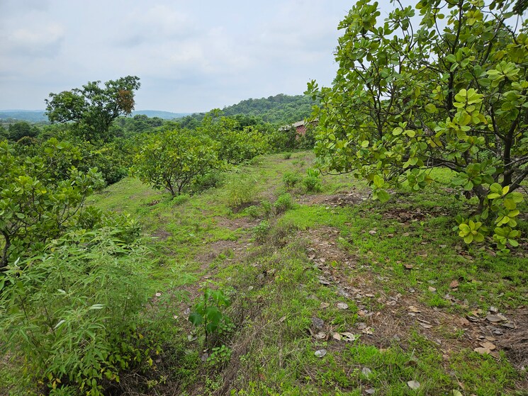 Garden, mangaon Commercial Land 7 Acre In Mangaon Raigad 8808999