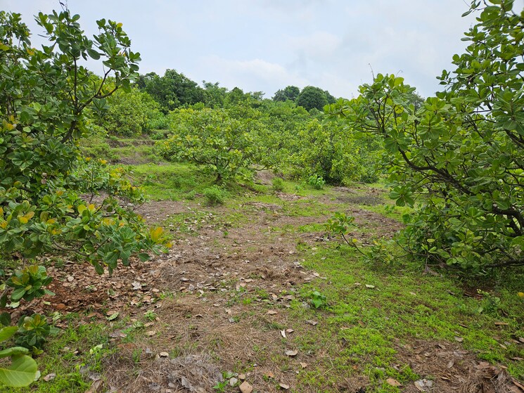 undefined, mangaon Commercial Land 7 Acre In Mangaon Raigad 8808999
