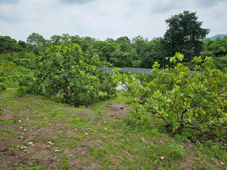 Garden, mangaon Commercial Land 7 Acre In Mangaon Raigad 8808999