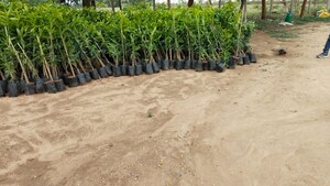 Plot Area in  Plot at Batasingaram – for Sale