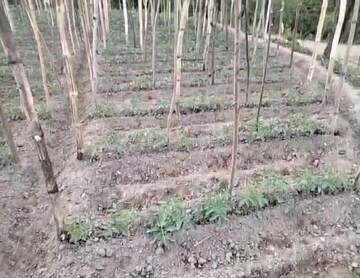  Plot For Sale in Kandaghat