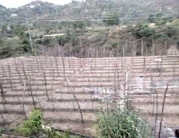 Plot Area in  Plot at Kandaghat – for Sale