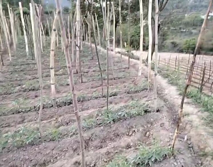 undefined, kandaghat  9900 Sq.Yd. Plot In Kandaghat Solan 8809581