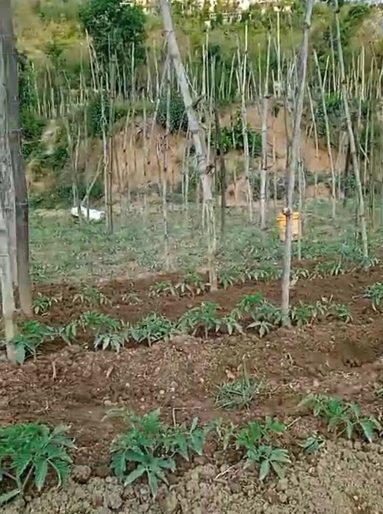 undefined, kandaghat  9900 Sq.Yd. Plot In Kandaghat Solan 8809581