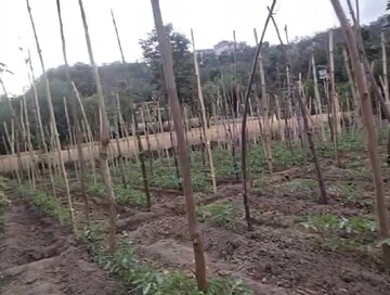 Plot Area in  Plot at Kandaghat – for Sale