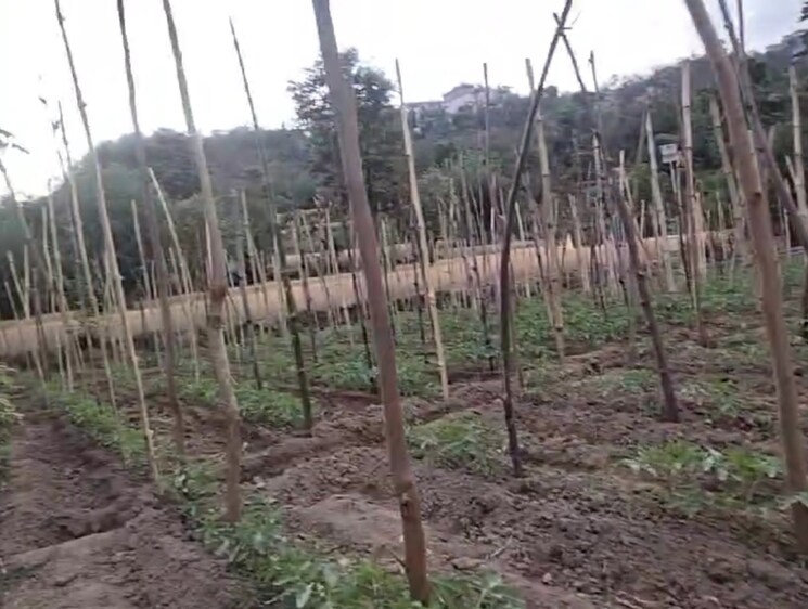 undefined, kandaghat  9900 Sq.Yd. Plot In Kandaghat Solan 8809581