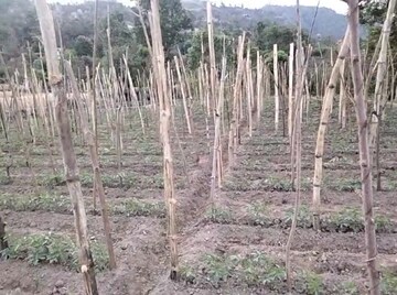 Plot Area in  Plot at Kandaghat – for Sale