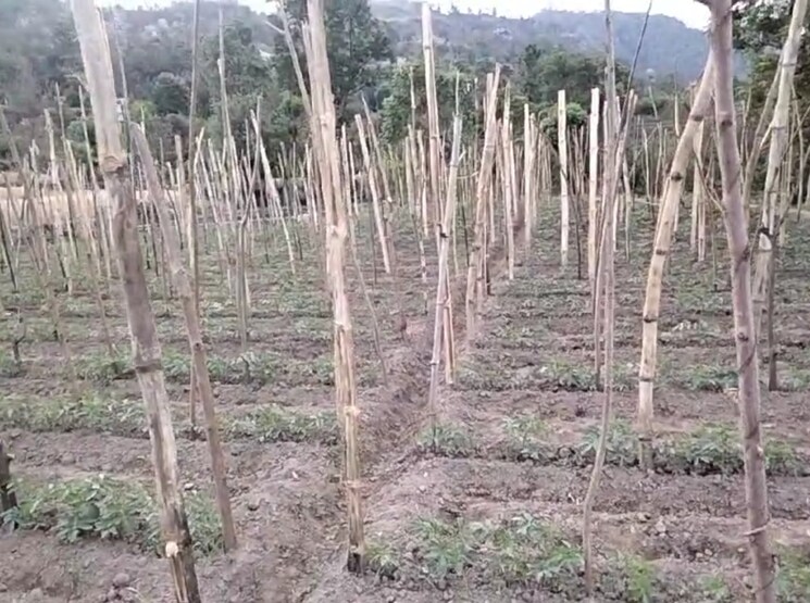 undefined, kandaghat  9900 Sq.Yd. Plot In Kandaghat Solan 8809581