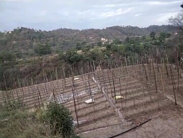 Plot Area in  Plot at Kandaghat – for Sale