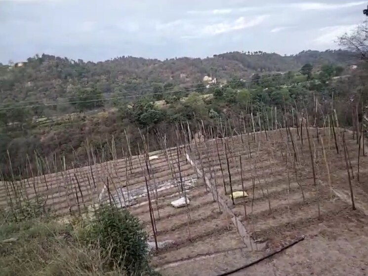 undefined, kandaghat  9900 Sq.Yd. Plot In Kandaghat Solan 8809581