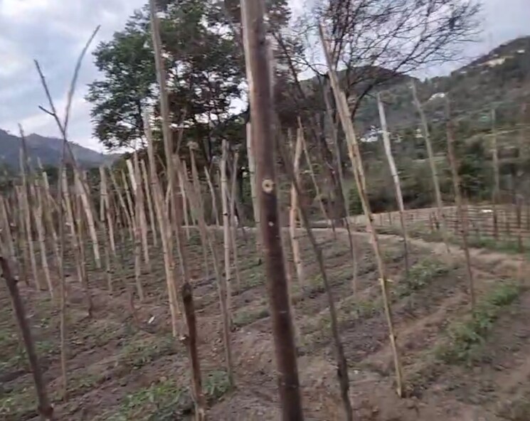 undefined, kandaghat  9900 Sq.Yd. Plot In Kandaghat Solan 8809581