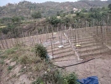 Plot Area in  Plot at Kandaghat – for Sale