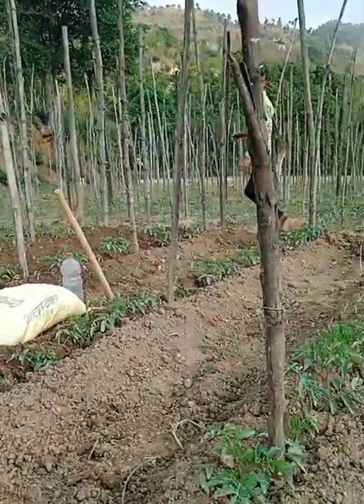 undefined, kandaghat  9900 Sq.Yd. Plot In Kandaghat Solan 8809581