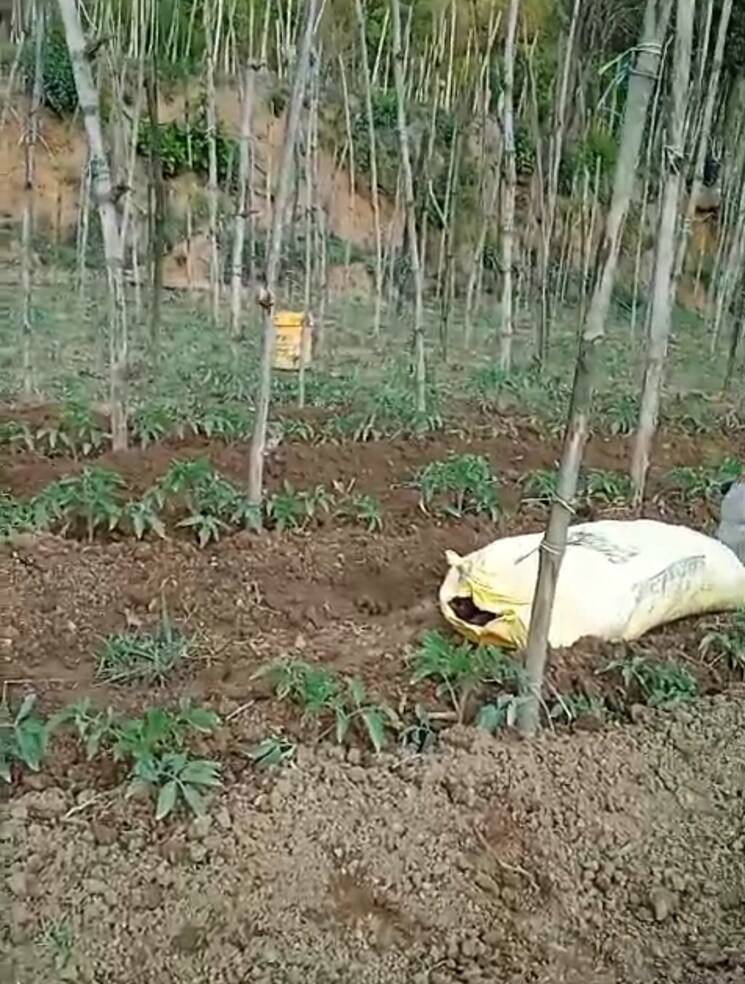 undefined, kandaghat  9900 Sq.Yd. Plot In Kandaghat Solan 8809581