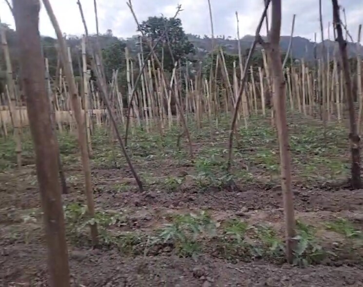 undefined, kandaghat  9900 Sq.Yd. Plot In Kandaghat Solan 8809581