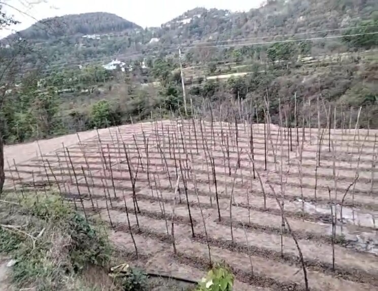 undefined, kandaghat  9900 Sq.Yd. Plot In Kandaghat Solan 8809581