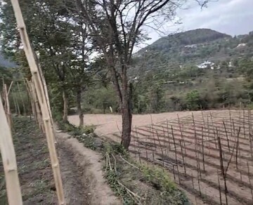 Plot Area in  Plot at Kandaghat – for Sale