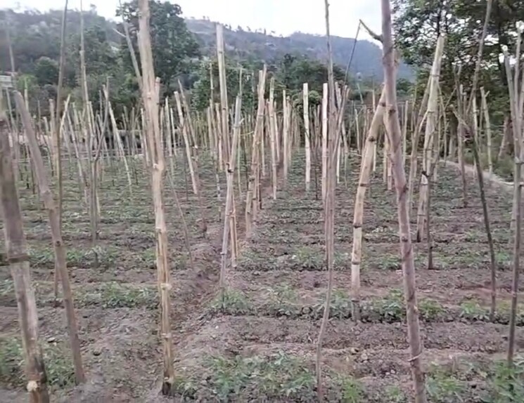 undefined, kandaghat  9900 Sq.Yd. Plot In Kandaghat Solan 8809581