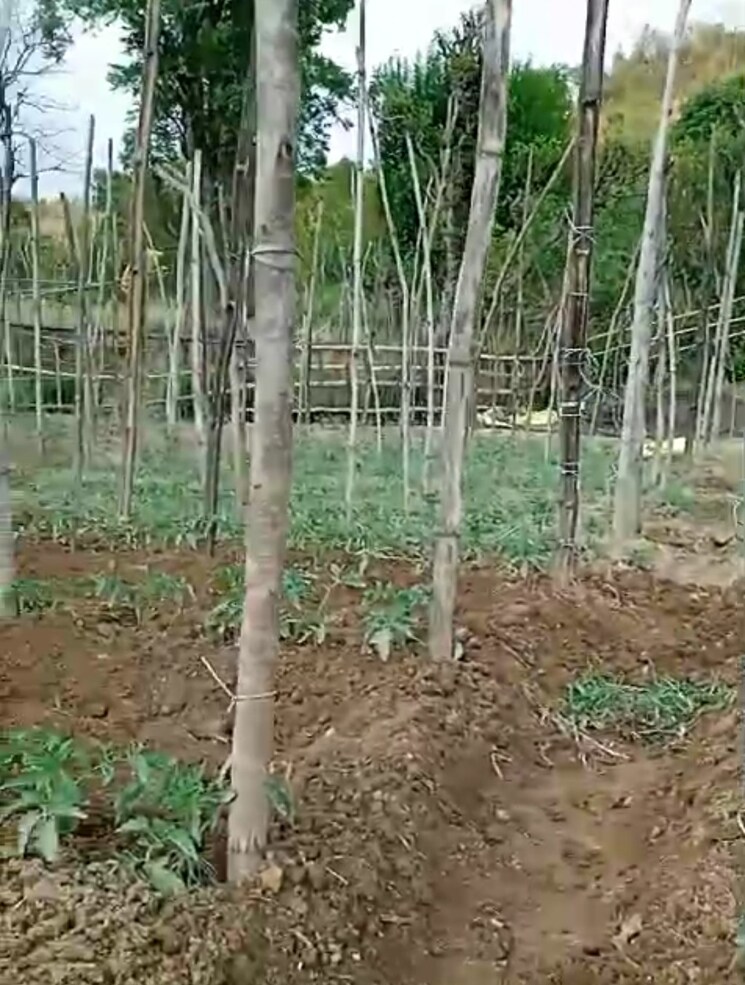 undefined, kandaghat  9900 Sq.Yd. Plot In Kandaghat Solan 8809581