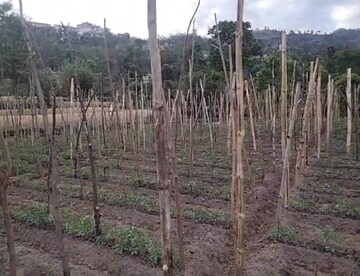Plot Area in  Plot at Kandaghat – for Sale