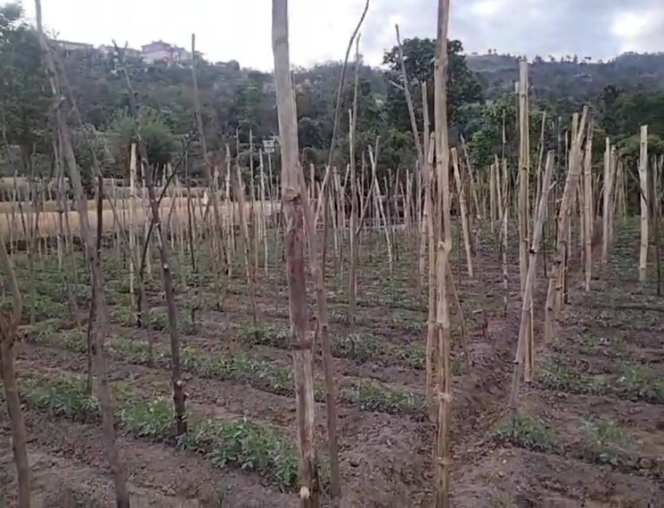 undefined, kandaghat  9900 Sq.Yd. Plot In Kandaghat Solan 8809581