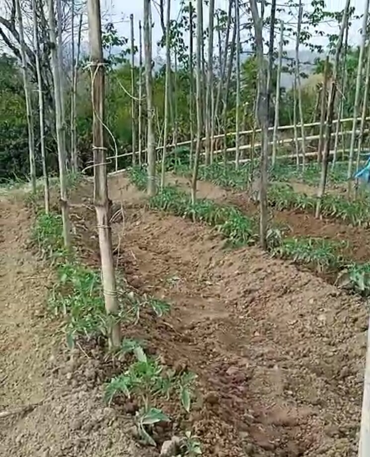 undefined, kandaghat  9900 Sq.Yd. Plot In Kandaghat Solan 8809581