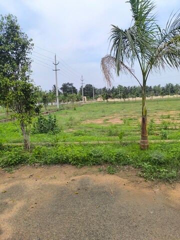 Plot Area in  Plot at Bhogapuram – for Sale