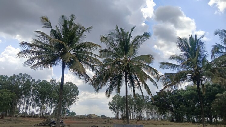 undefined, kithaganur village  4 Acre Plot In Kithaganur Village Bangalore 8816185