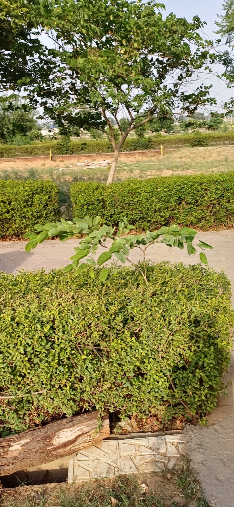 Garden, jewar  185 Sq.Yd. Plot In Jewar Greater Noida 8816463