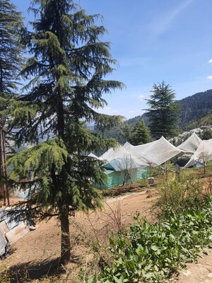 Plot Area in  Plot at Kufri – for Sale