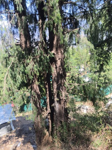  Plot – Garden View at Kufri - for Sale