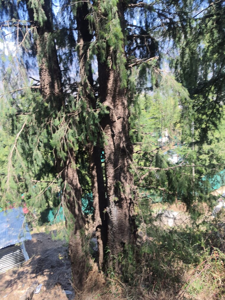 Garden, kufri  7200 Sq.Ft. Plot In Kufri Shimla 8816556