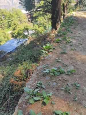  Plot – Garden View at Kufri - for Sale