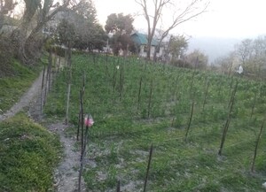  Plot For Sale in Kandaghat