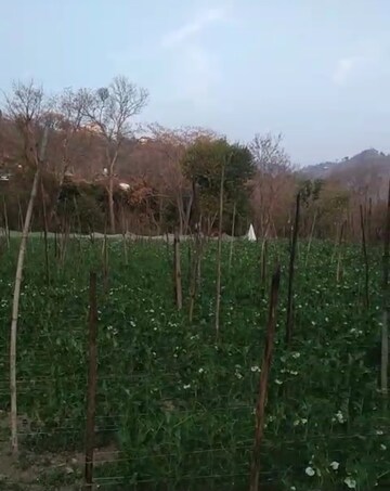 Plot Area in  Plot at Kandaghat – for Sale