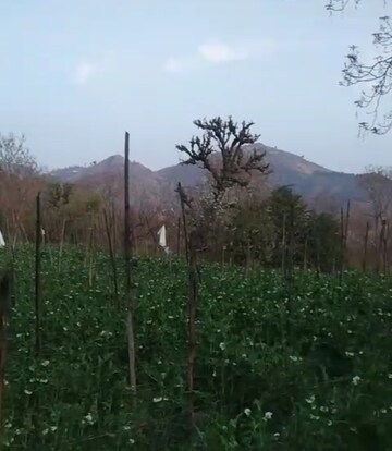 Plot Area in  Plot at Kandaghat – for Sale