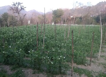 Plot Area in  Plot at Kandaghat – for Sale