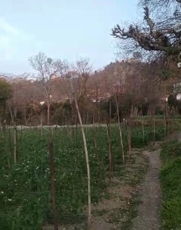 Plot Area in  Plot at Kandaghat – for Sale