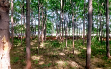 Plot For Sale in Shankarpalli