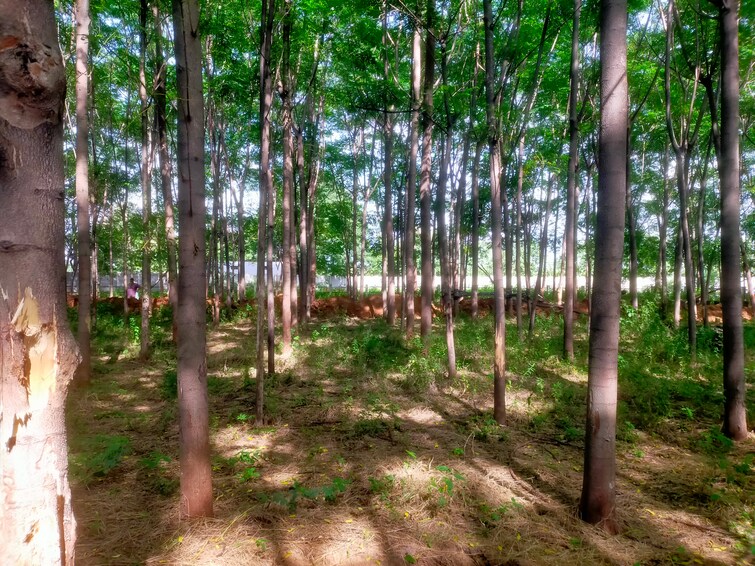 Cover Image, shankarpalli  605 Sq.Yd. Plot In Shankarpalli Hyderabad 8821248