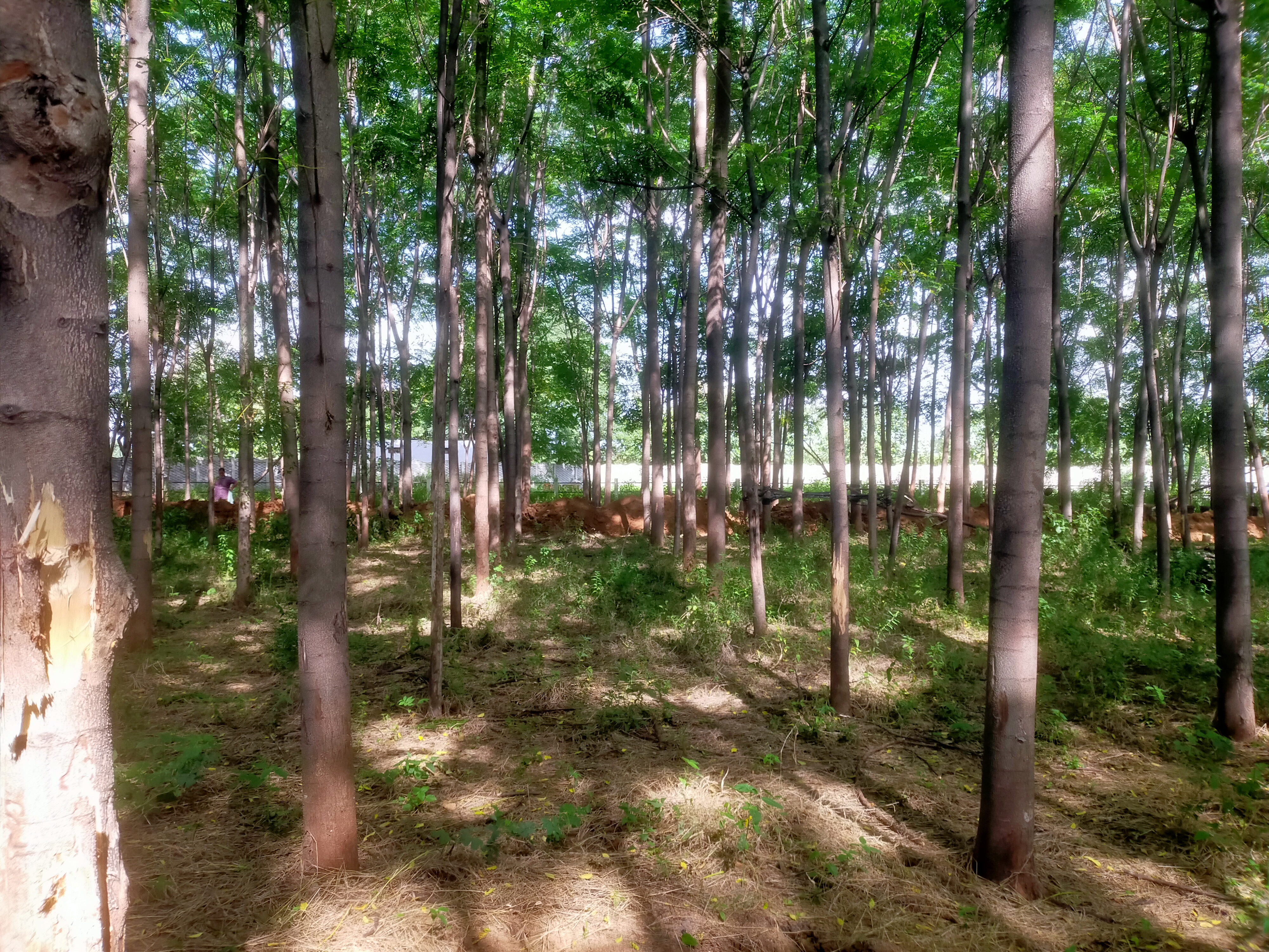 Plot For Sale in Suvida Farm Site Yellakon