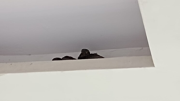 Other, pratap vihar 2 Bedroom 800 Sq.Ft. Builder Floor In Pratap Vihar Ghaziabad 8821867