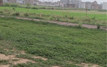 Plot For Sale in Sector 56