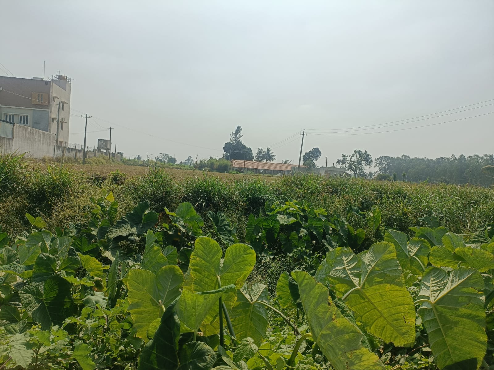 Plot For Sale in  Plot 1600sft Kodigehalli