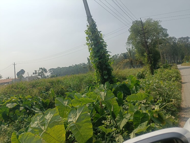 Garden, kodigehalli  1600 Sq.Ft. Plot In Kodigehalli Bangalore 8823046